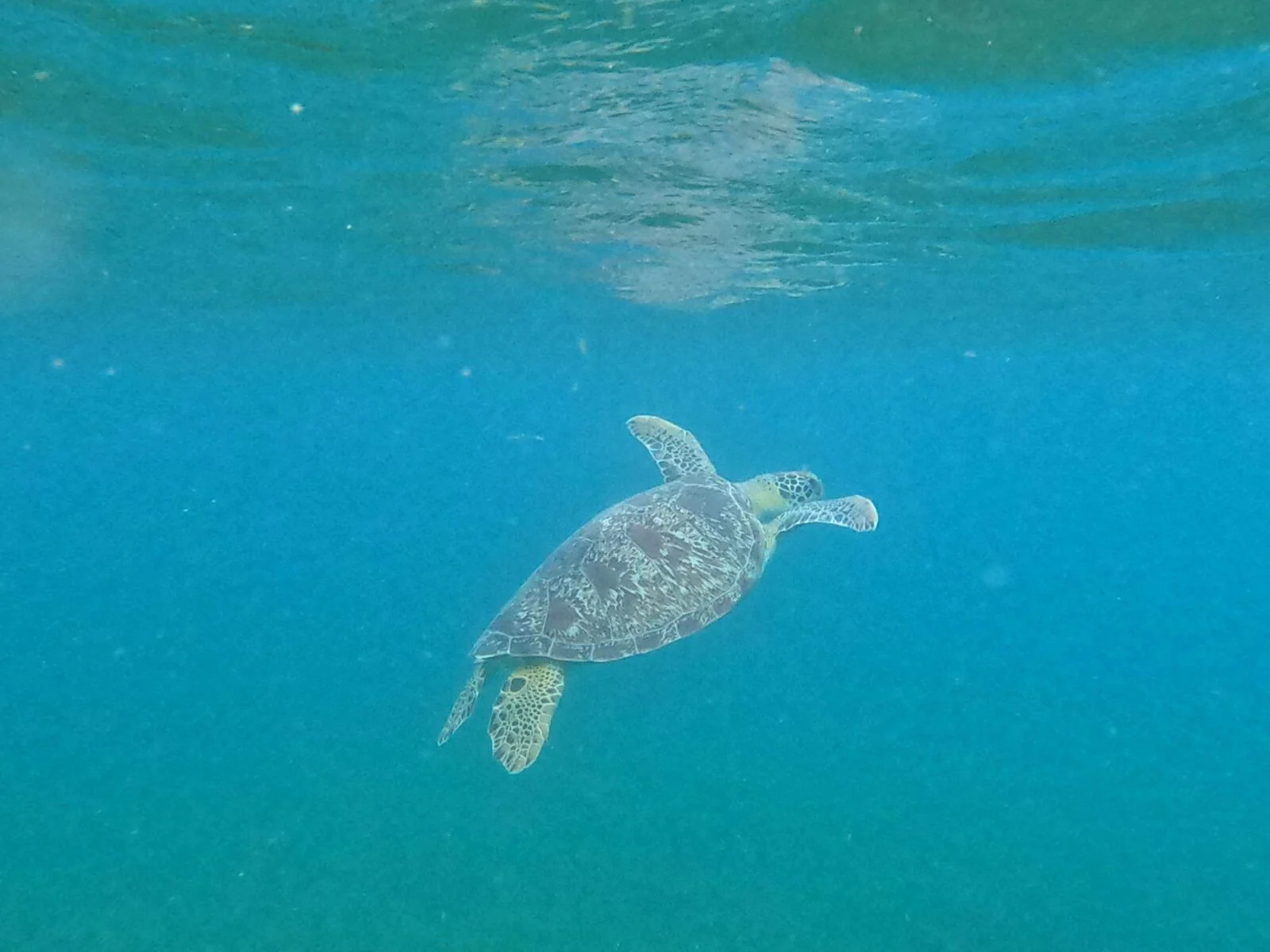 Tortue marine nageant sous l'eau en Martinique