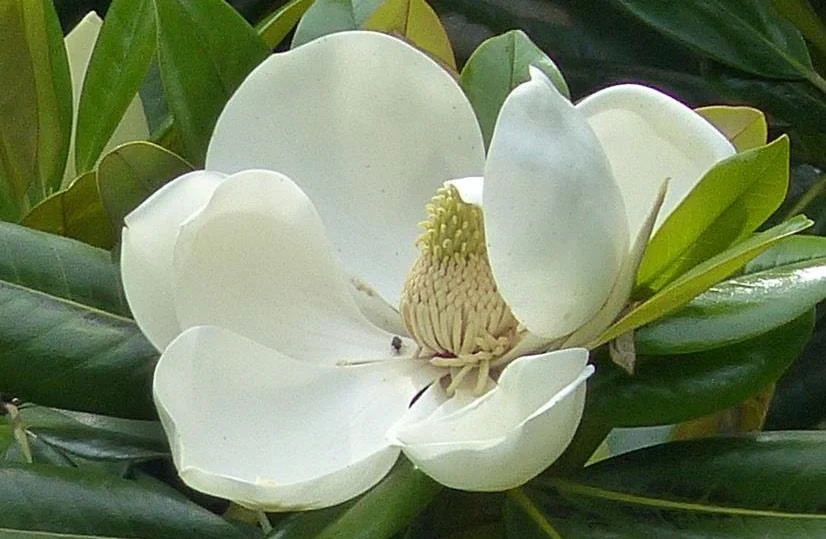 Fleur de magnolia blanc avec pétales ouverts et feuilles vertes.