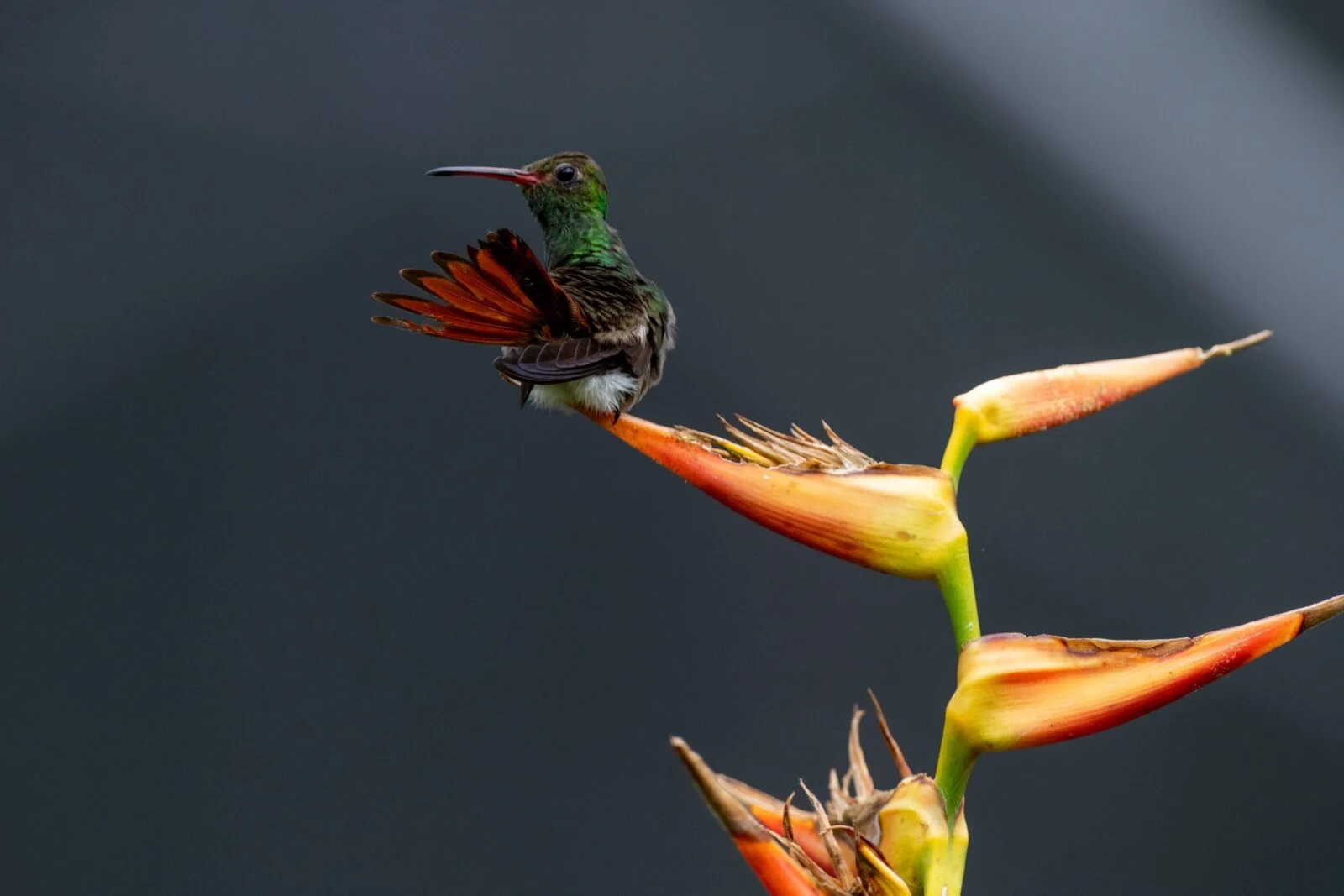Colibri vert posé sur une fleur tropicale aux teintes orange.