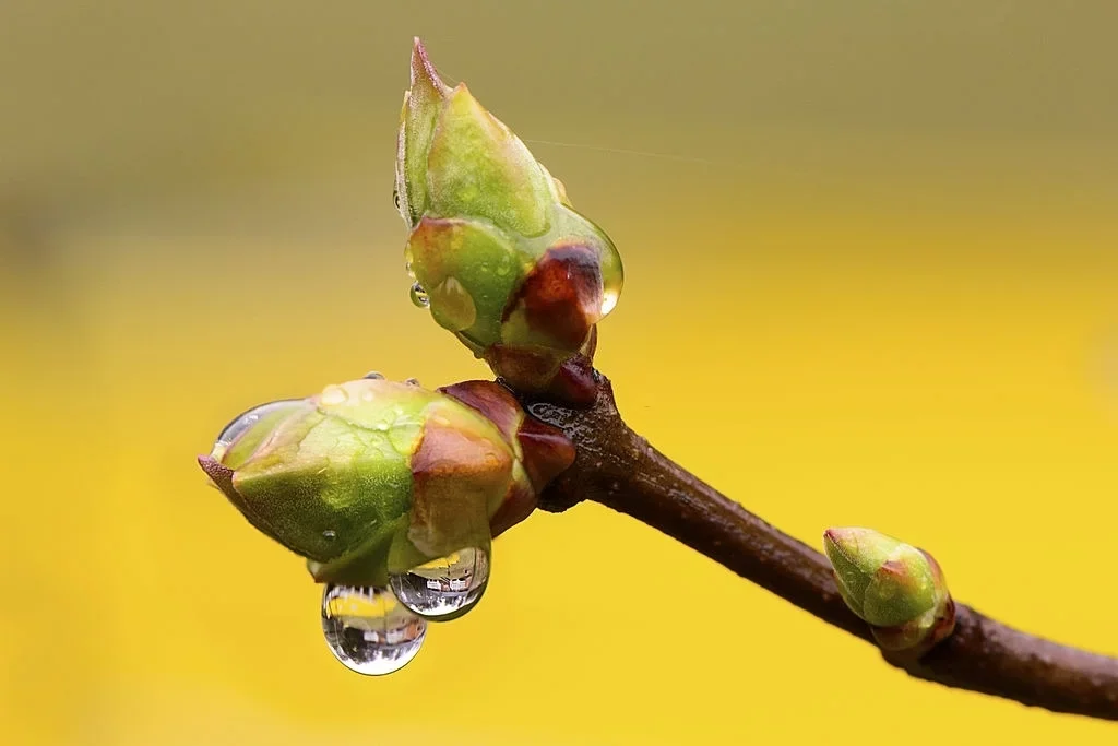 Bourgeons verts en Gemmothérapie