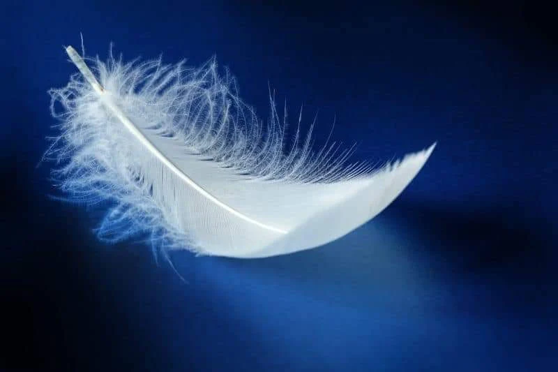 Plume blanche flottante sur fond bleu.