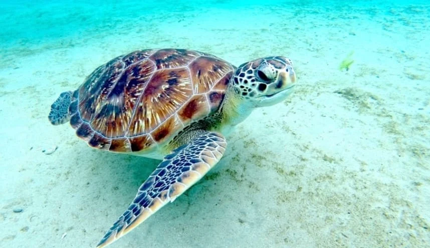 Tortue marine nageant sur le fond sableux d'un océan turquoise.